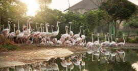 Dubai Safari Park gallery - Coming Soon in UAE