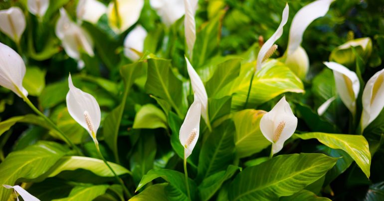 Ways to Bring Life Back to a Dehydrated Peace Lily - Coming Soon in UAE