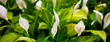 Ways to Bring Life Back to a Dehydrated Peace Lily - Coming Soon in UAE