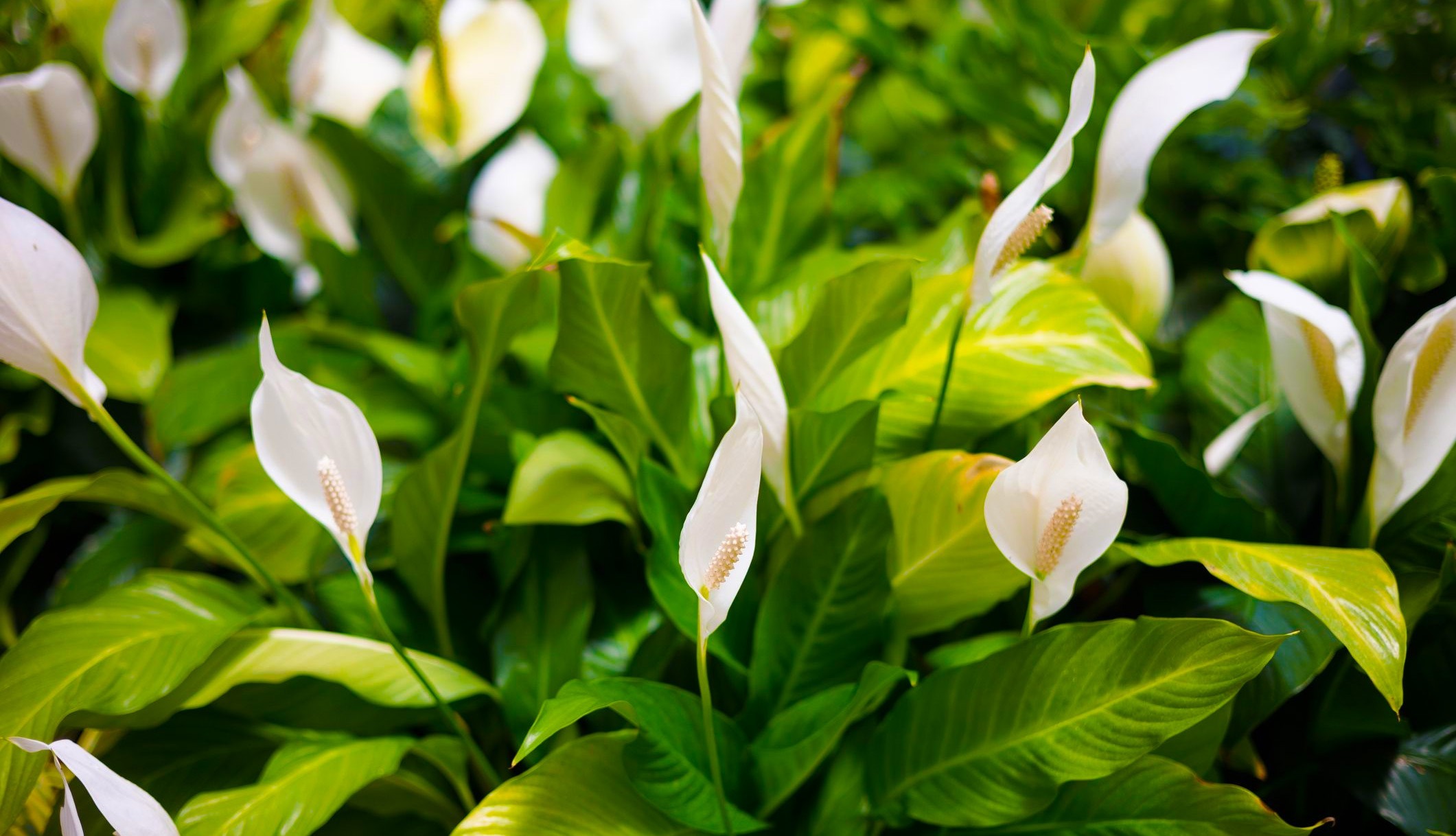 Ways to Bring Life Back to a Dehydrated Peace Lily - Coming Soon in UAE