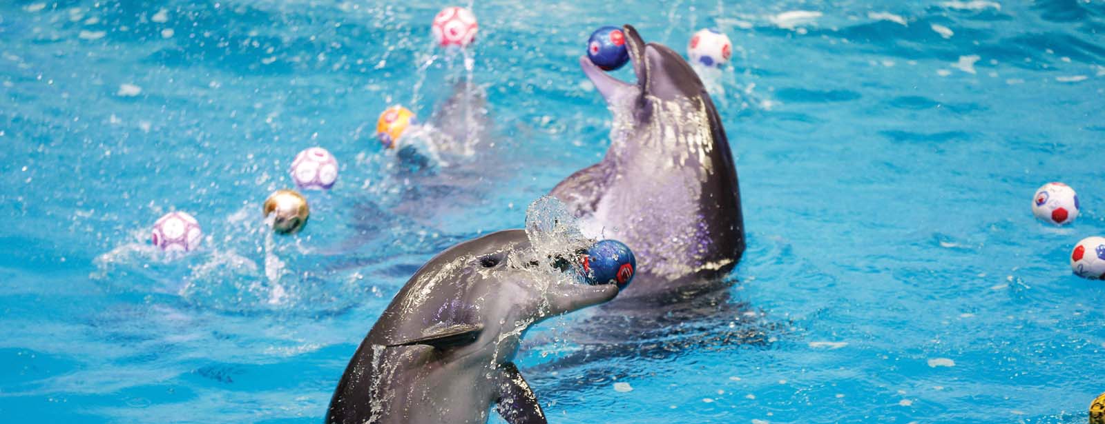 Watch a Dolphin & Seal Show at Dubai Dolphinarium – Up to 15% Off - Coming Soon in UAE