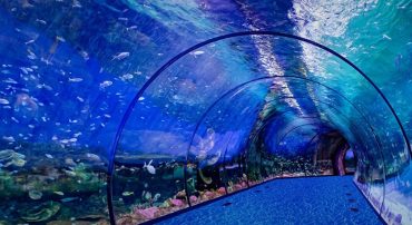 The National Aquarium Abu Dhabi - Coming Soon in UAE