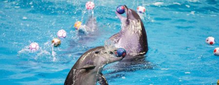 Watch a Dolphin & Seal Show at Dubai Dolphinarium – Up to 15% Off - Coming Soon in UAE