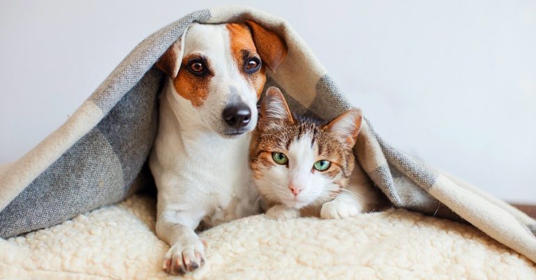 The 7 Best Tips for Feeding Your Dog While Travelling - Coming Soon in UAE