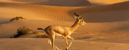 UAE’s Efforts in Wildlife Conservation - Coming Soon in UAE