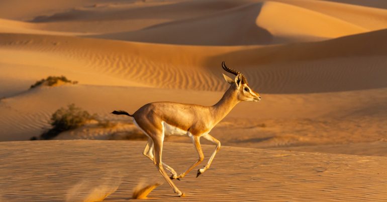 UAE’s Efforts in Wildlife Conservation - Coming Soon in UAE