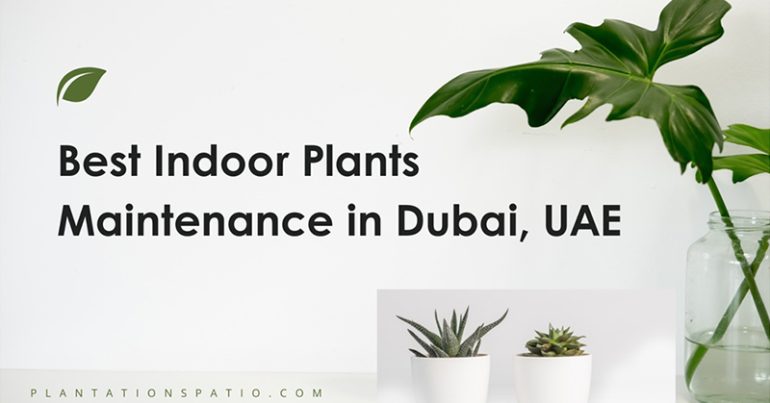 Best Indoor Plants Maintenance in Dubai - Coming Soon in UAE