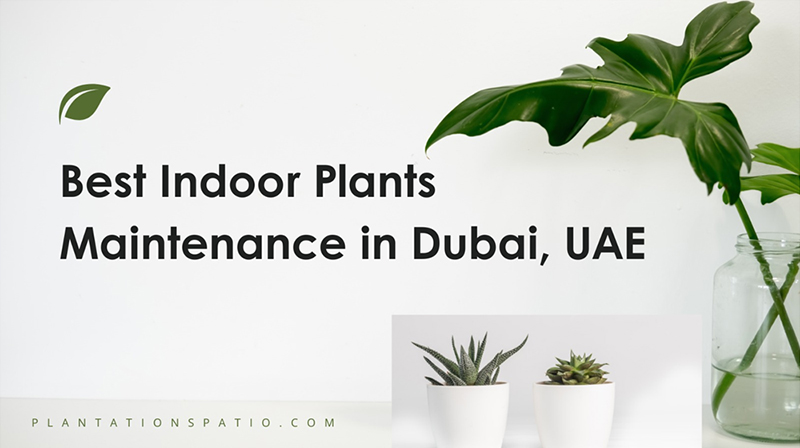 Best Indoor Plants Maintenance in Dubai - Coming Soon in UAE