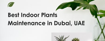 Best Indoor Plants Maintenance in Dubai - Coming Soon in UAE