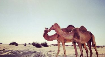 Kissing Camels