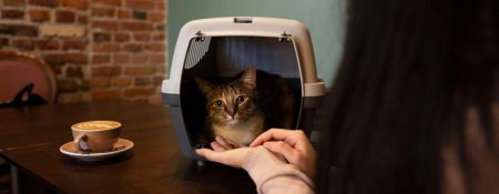 How to Prepare Your Cat for Their First Boarding Experience - Coming Soon in UAE