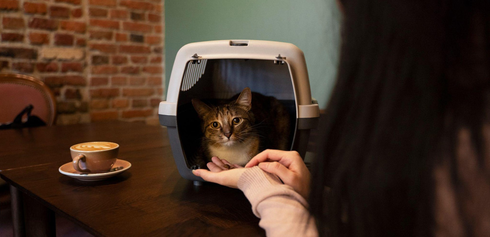 How to Prepare Your Cat for Their First Boarding Experience - Coming Soon in UAE