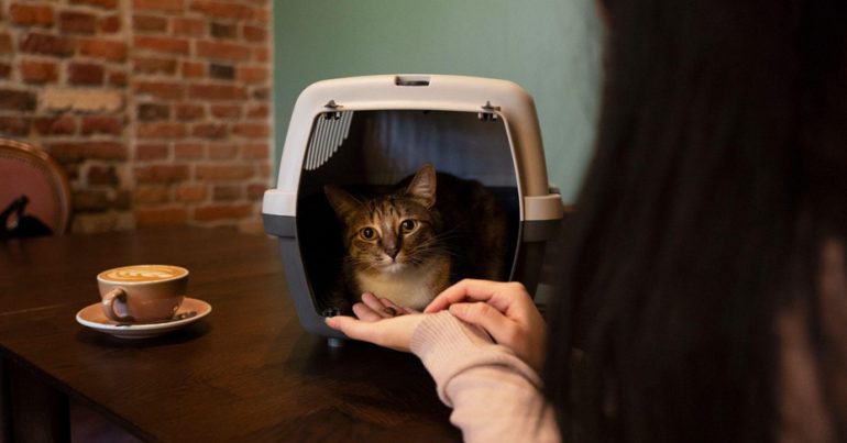 How to Prepare Your Cat for Their First Boarding Experience - Coming Soon in UAE
