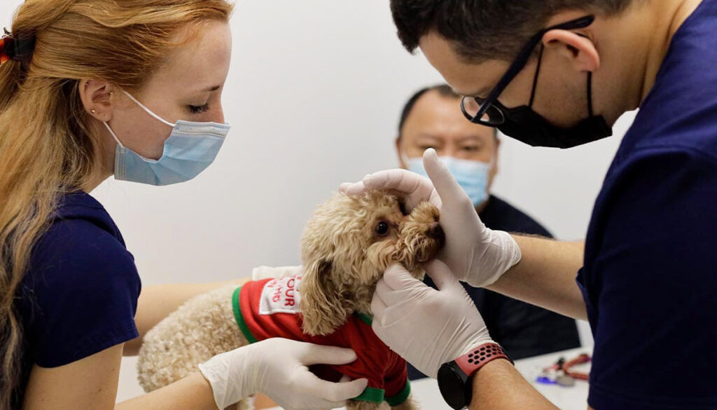 comingsoon.ae-top-10-veterinary-clinics-in-dubai-exceptional-pet-care-services-2025-10-22_21-45-36_673192