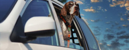 Seasonal Care for Pets: What to Watch Out for in Summer and Winter - Coming Soon in UAE