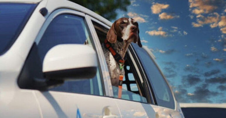 Seasonal Care for Pets: What to Watch Out for in Summer and Winter - Coming Soon in UAE