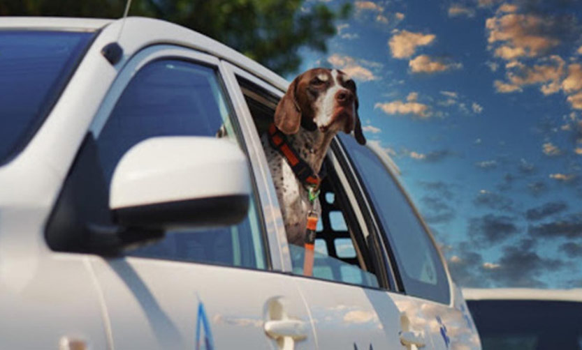 Seasonal Care for Pets: What to Watch Out for in Summer and Winter - Coming Soon in UAE