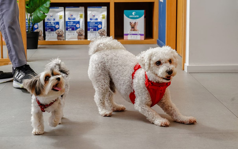 comingsoon.ae-seasonal-care-for-pets-what-to-watch-out-for-in-summer-and-winter-2025-10-22_21-40-39_201163